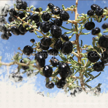 Fruits noirs de produit de santé de perte de poids de nèfle